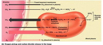 Oxygen pickup and carbon dioxide release in the lungs