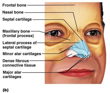 Anatomical structure of the nose, showing bones and cartilages