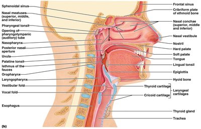 Sagittal section of the head showing nasal cavity, conchae, sinuses, and pharynx