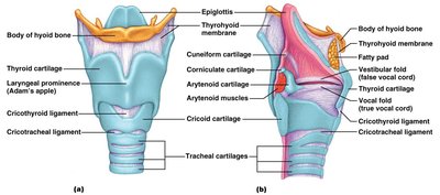 Laryngeal cartilages and ligaments, anterior and sagittal views