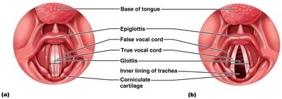 Superior view of the larynx showing true and false vocal cords, glottis, and epiglottis