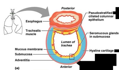Cross-section of the trachea showing mucosa, submucosa, cartilage, and muscle