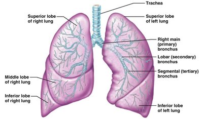 Bronchial tree and lobes of the lungs