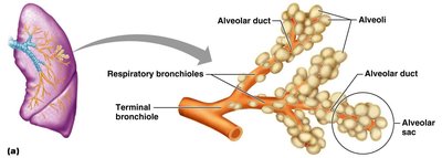Diagram of respiratory bronchioles, alveolar ducts, and alveolar sacs