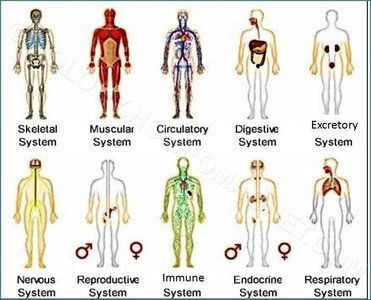 Overview of major organ systems in the human body