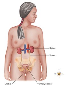 Urinary system with labeled organs