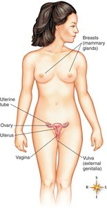 Female reproductive system with labeled organs