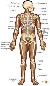 Human skeleton with labeled bones