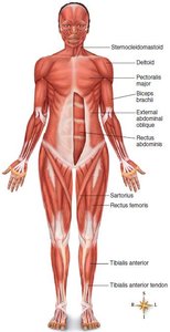 Muscular system with labeled muscles