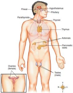 Endocrine system with major glands labeled