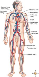 Cardiovascular system with labeled vessels and heart