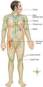 Lymphatic system with labeled organs