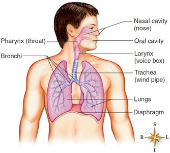 Respiratory system with labeled structures