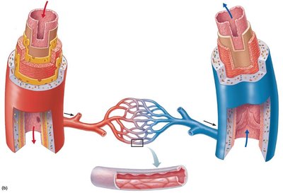 Generalized structure of arteries, veins, and capillaries
