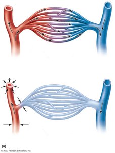 Structure of a typical capillary bed