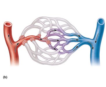 Structure of a mesenteric capillary bed