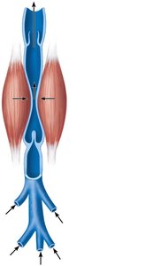 Blood flow through veins and venous valves