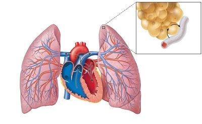Pulmonary circulation and gas exchange