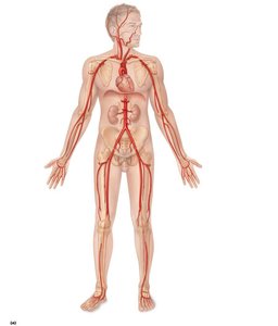Major arteries of the systemic circulation