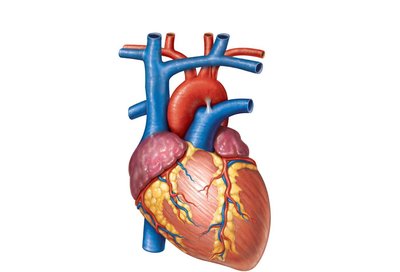 The great vessels that exit and enter the heart