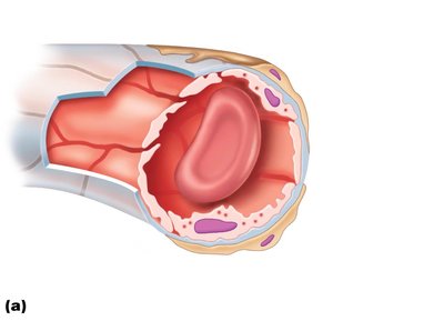 Continuous capillary structure