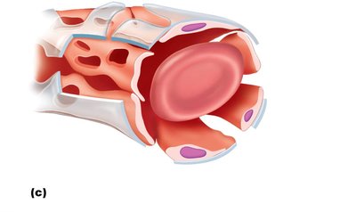 Sinusoid capillary structure