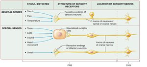 Comparison of general and special senses, showing types of stimuli, receptor structure, and nerve location