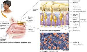 Anatomy of the olfactory epithelium, showing olfactory bulb, tract, and cellular structure