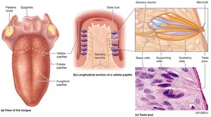 Papillae of the tongue and structure of a taste bud