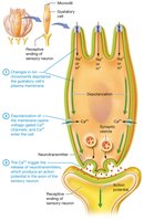 Gustatory transduction in taste bud cells