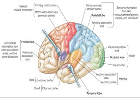 Primary gustatory cortex and other sensory areas in the brain