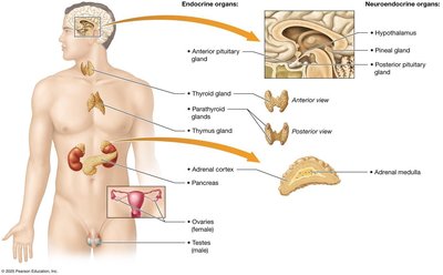 Overview of the endocrine organs