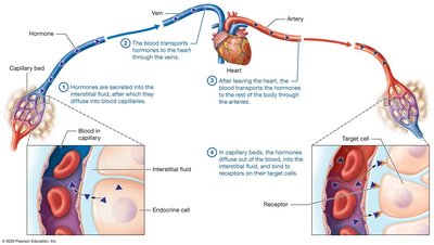 Overview of hormone secretion and distribution by the blood