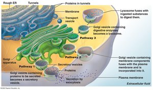 Golgi apparatus and vesicle pathways