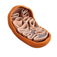 Mitochondrion structure