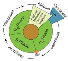 Cell cycle diagram