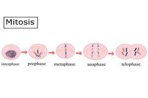 Stages of mitosis