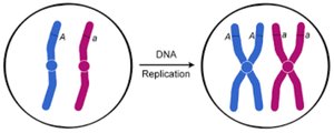 DNA replication