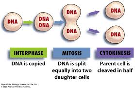Interphase, mitosis, and cytokinesis overview