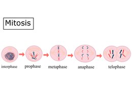 Late prophase with spindle microtubules