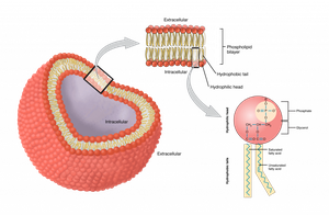 Structure of the plasma membrane