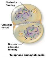 Cytokinesis: cleavage furrow formation