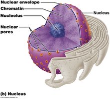 Anatomy of the nucleus