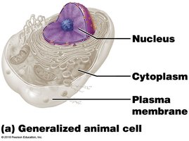 Generalized animal cell showing nucleus, cytoplasm, and plasma membrane