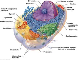 Generalized animal cell with labeled organelles