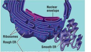 Rough and smooth endoplasmic reticulum