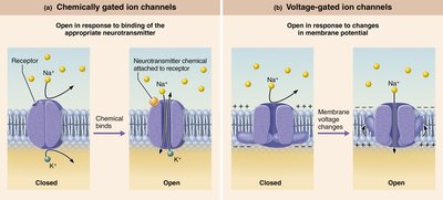 Chemically and voltage-gated ion channels