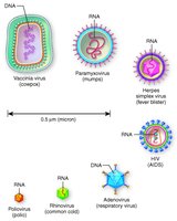 Examples of viruses with DNA or RNA cores and their shapes
