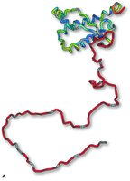Structure of a prion protein