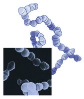 Streptococci bacteria chain structure